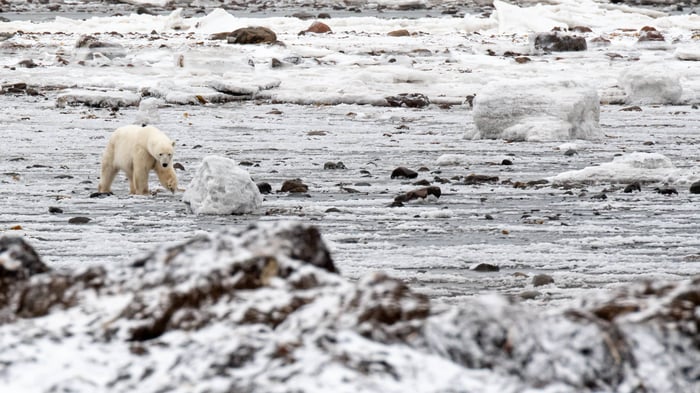 arctic kingdom polar bear