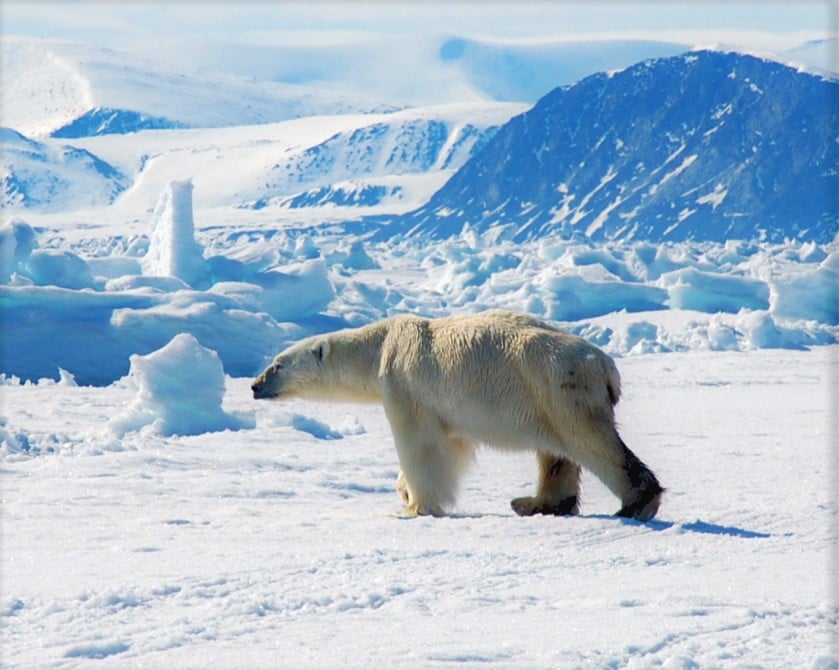AK_Polar bear in ice 1