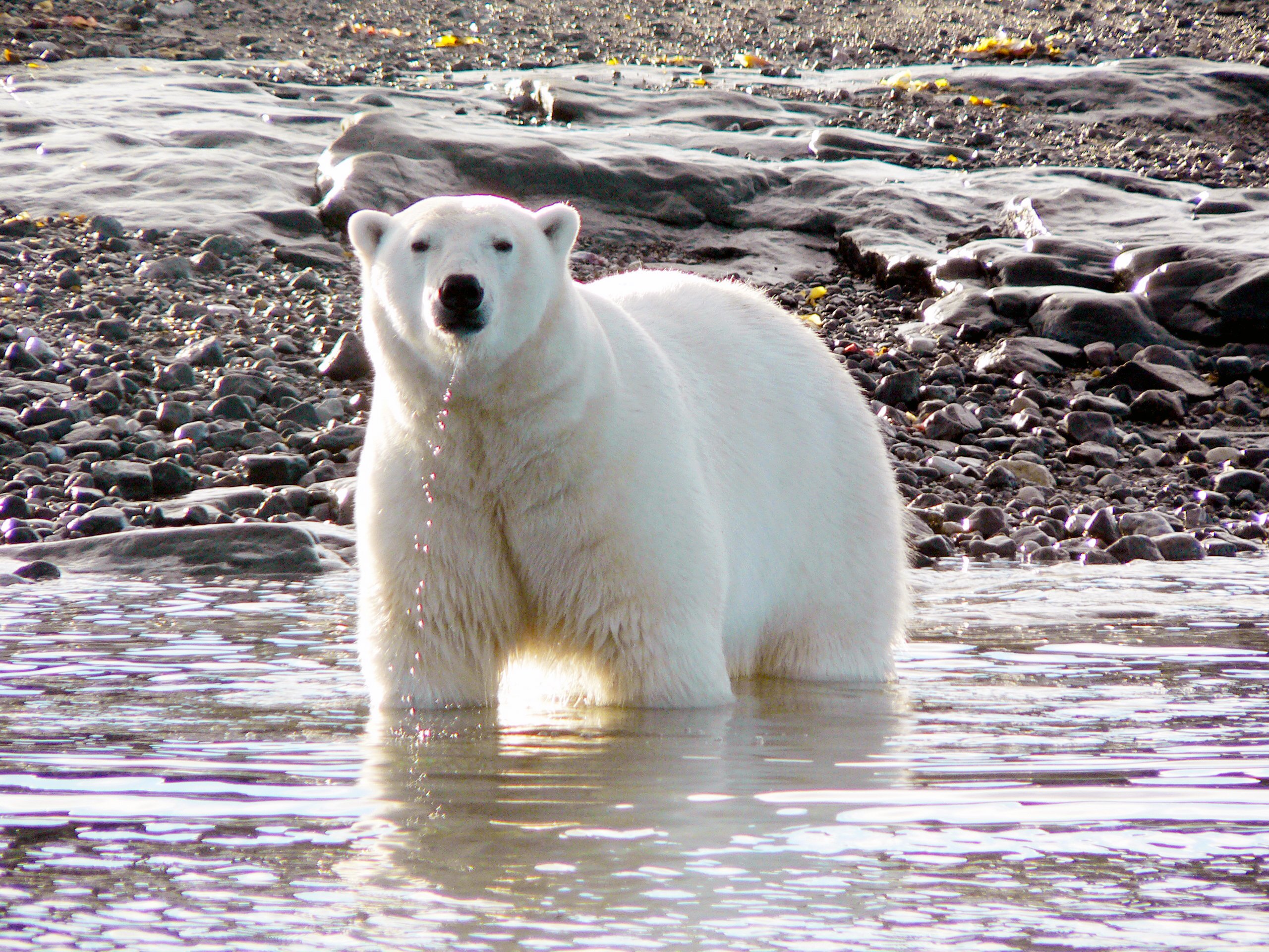 AK_Summer Polar bear water drip