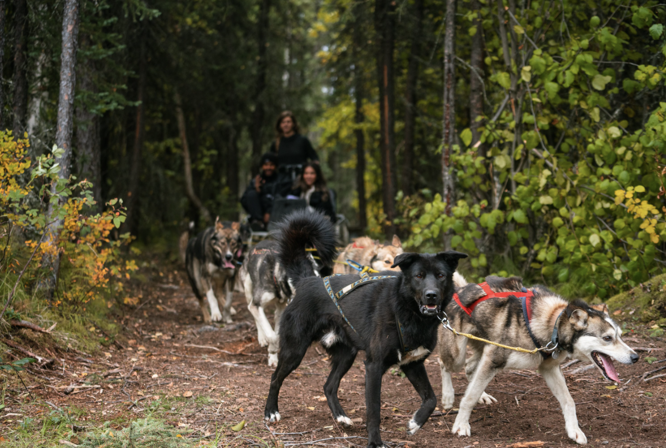 dog carting