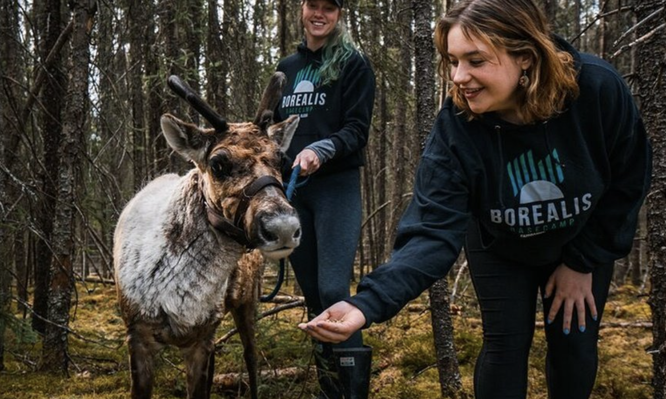 reindeer