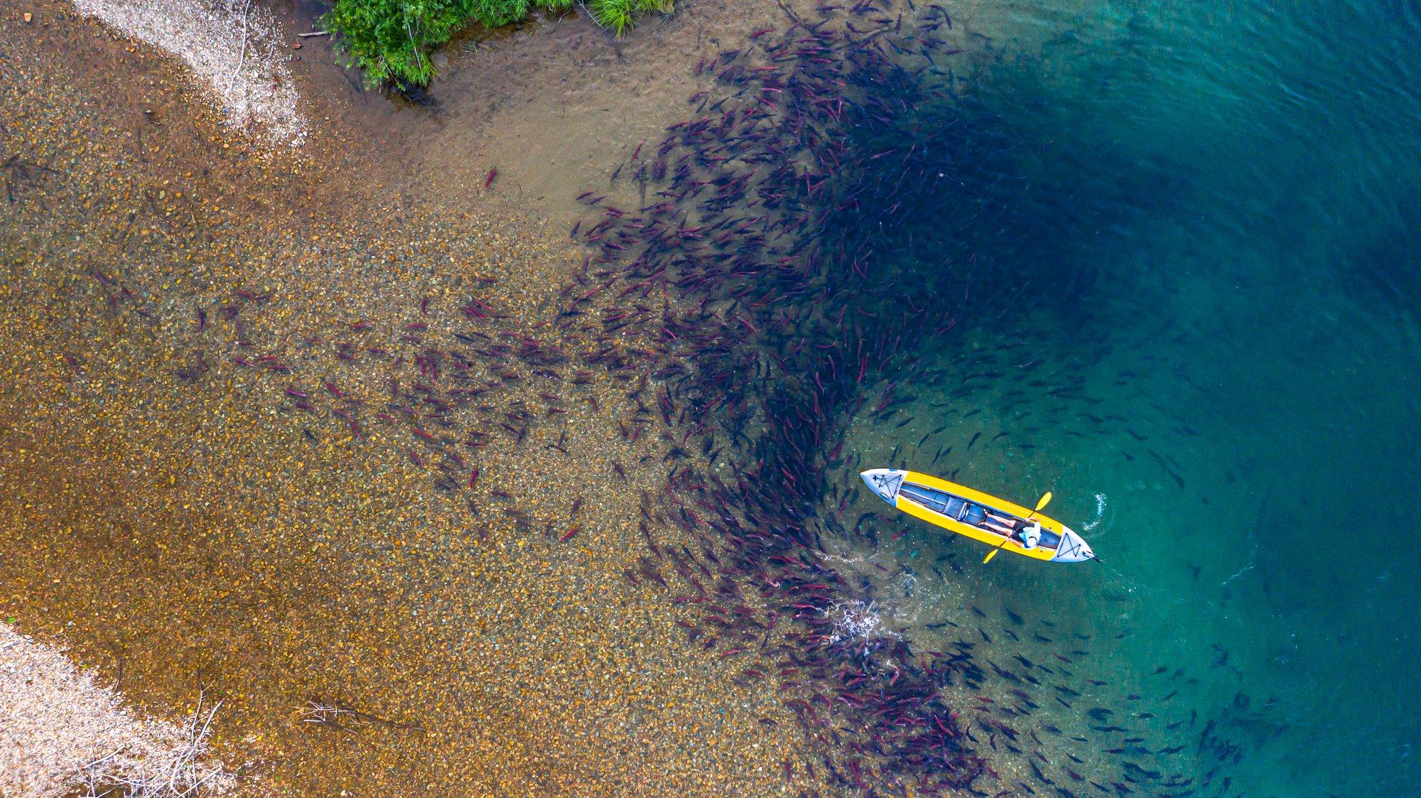 kayaking salmon