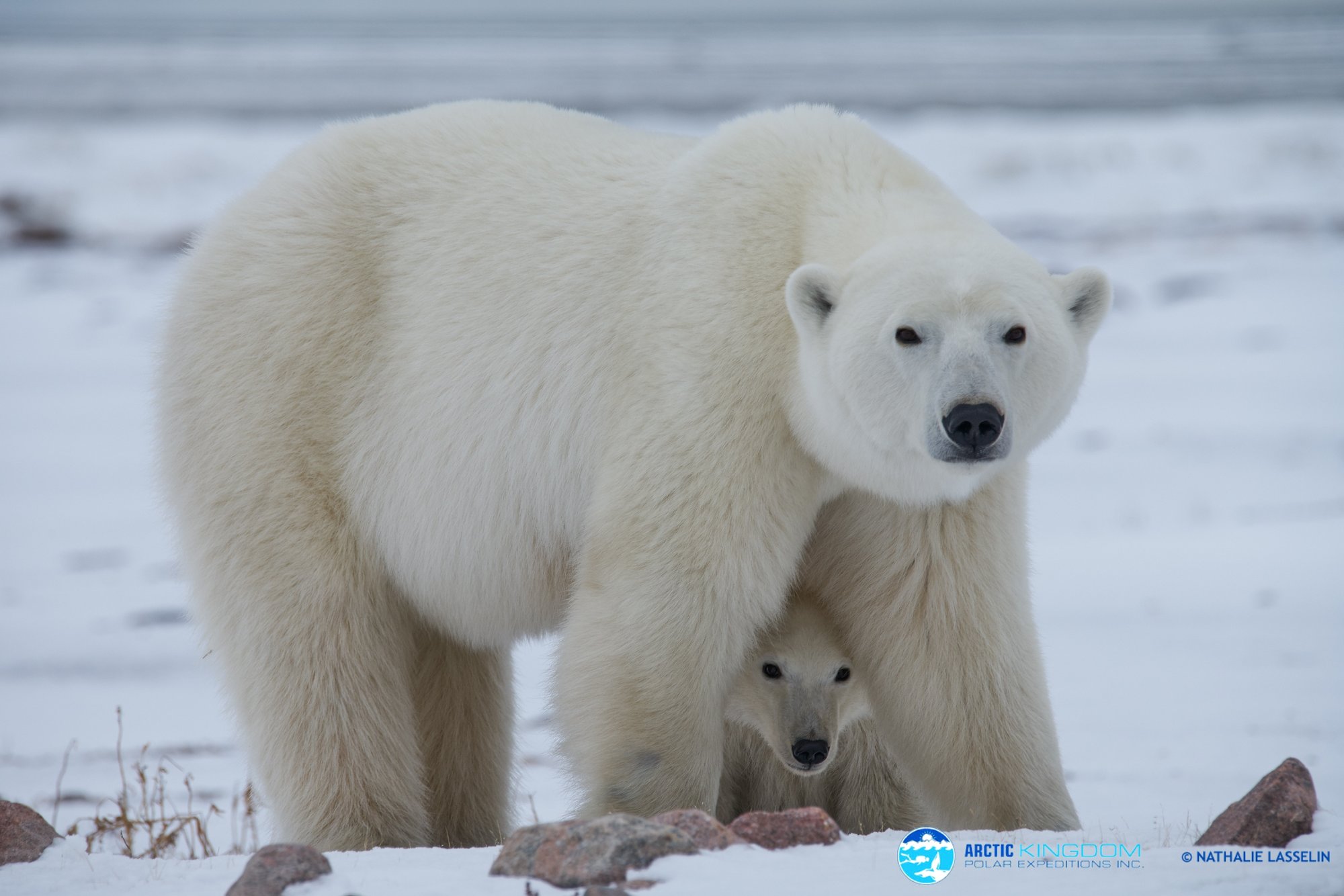 Arctic Kingdom NATHALIE LASSALIN_mother with cub under_polar-bear-16-1-2