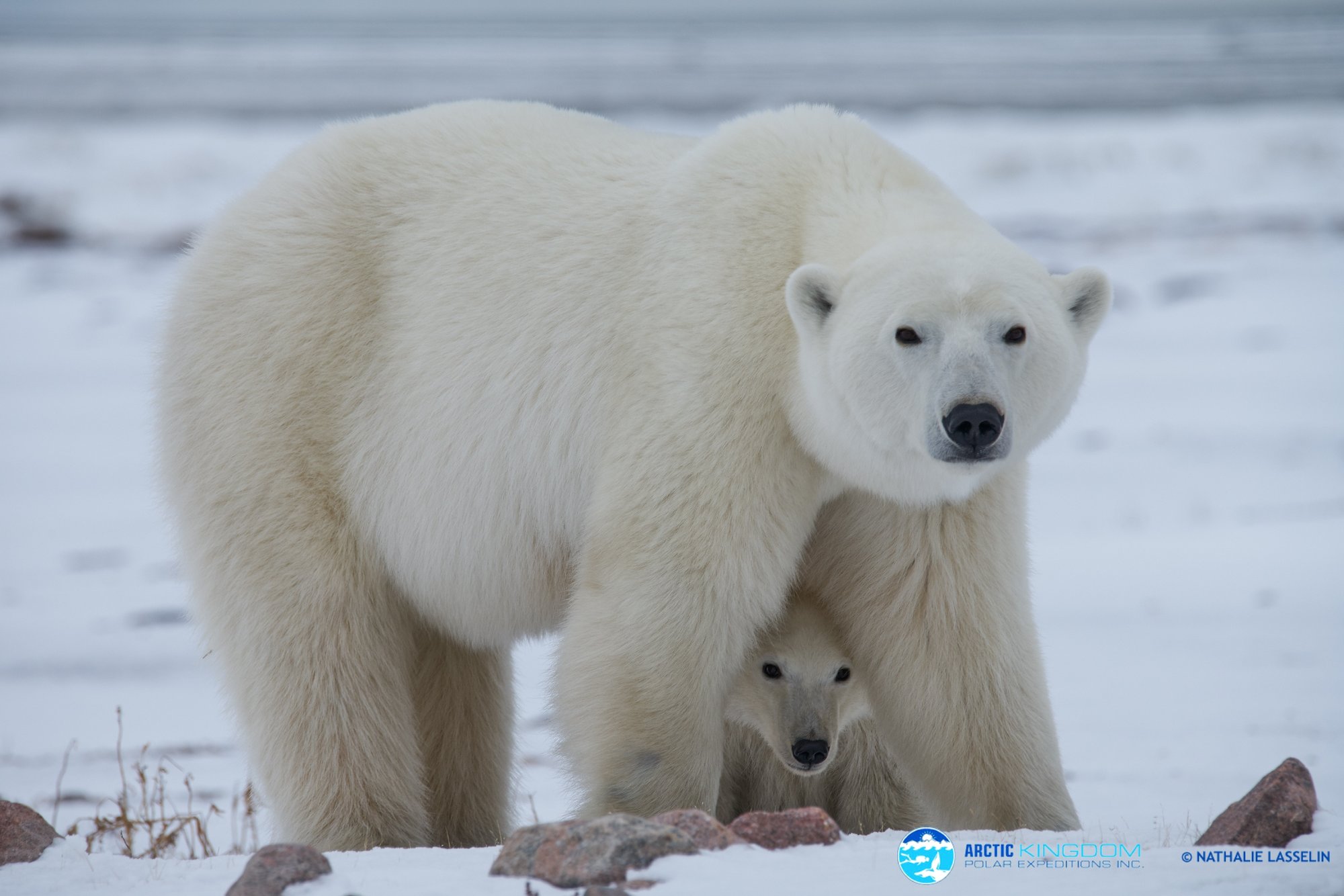 Arctic Kingdom NATHALIE LASSALIN_mother with cub under_polar-bear-16-1-2 Arctic Kingdom NATHALIE LASSALIN_mother with cub under_polar-bear-16-1-2