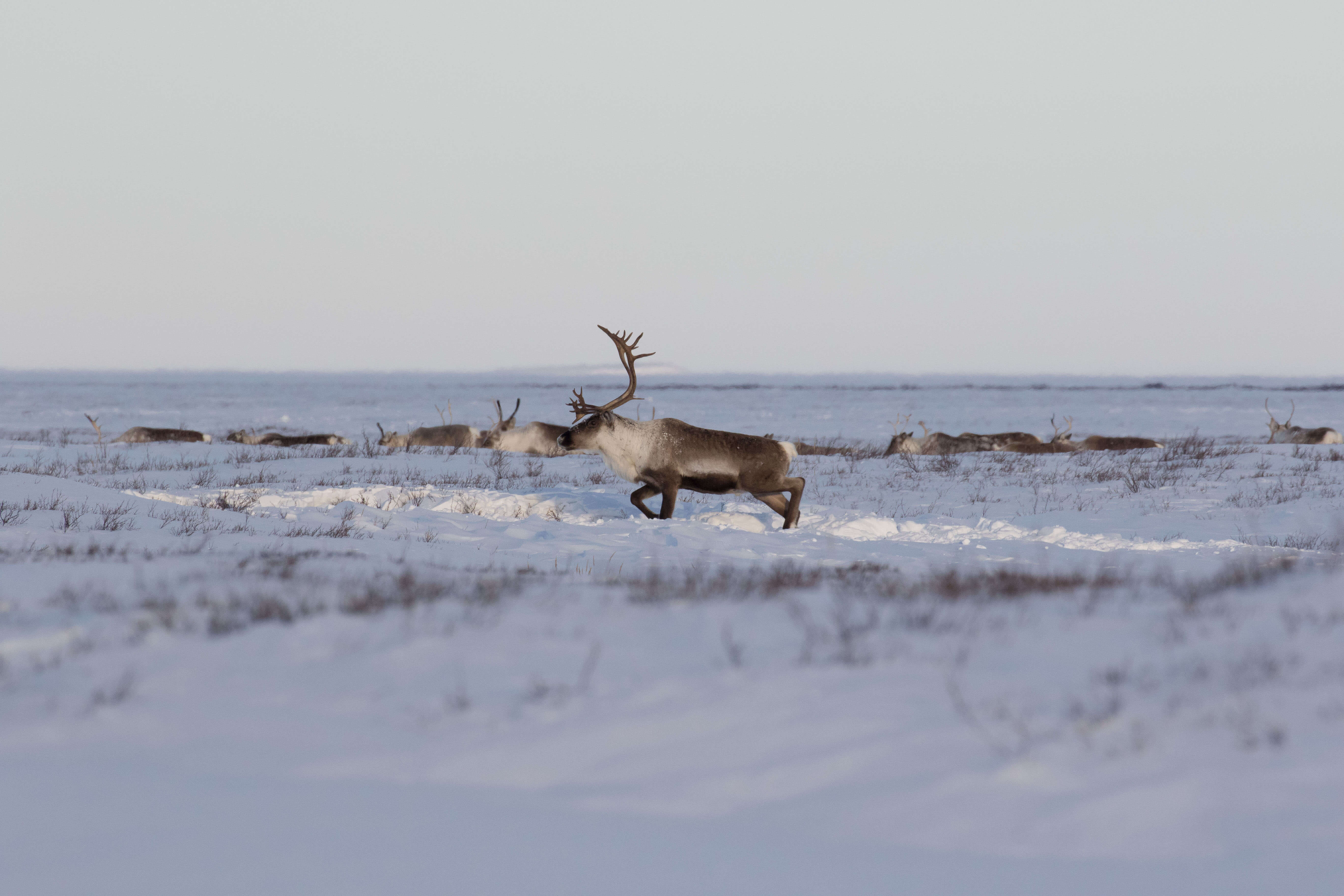 ArcticKingdom_DAVID_BRIGGS_Caribou herd near Arviat on ground_49A1823