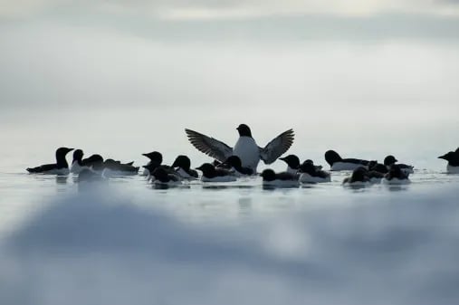 AK_Murres_DSC3174
