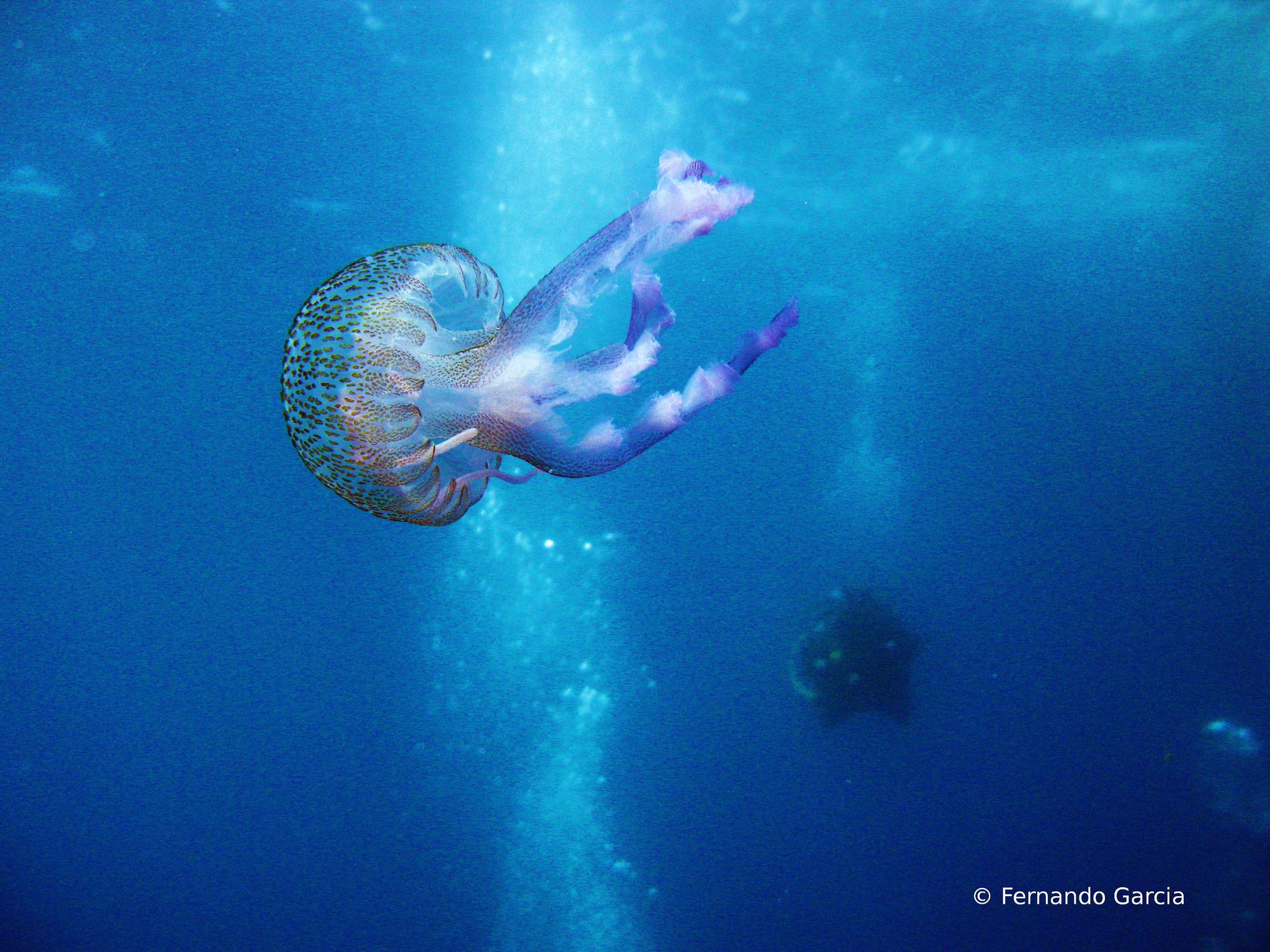 IMG_1360-Fernando Garcia-Jellyfish and diver (1)
