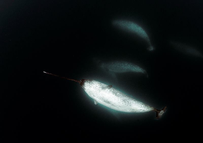 Daniel_Botelho_Narwhal_male_with_tusk