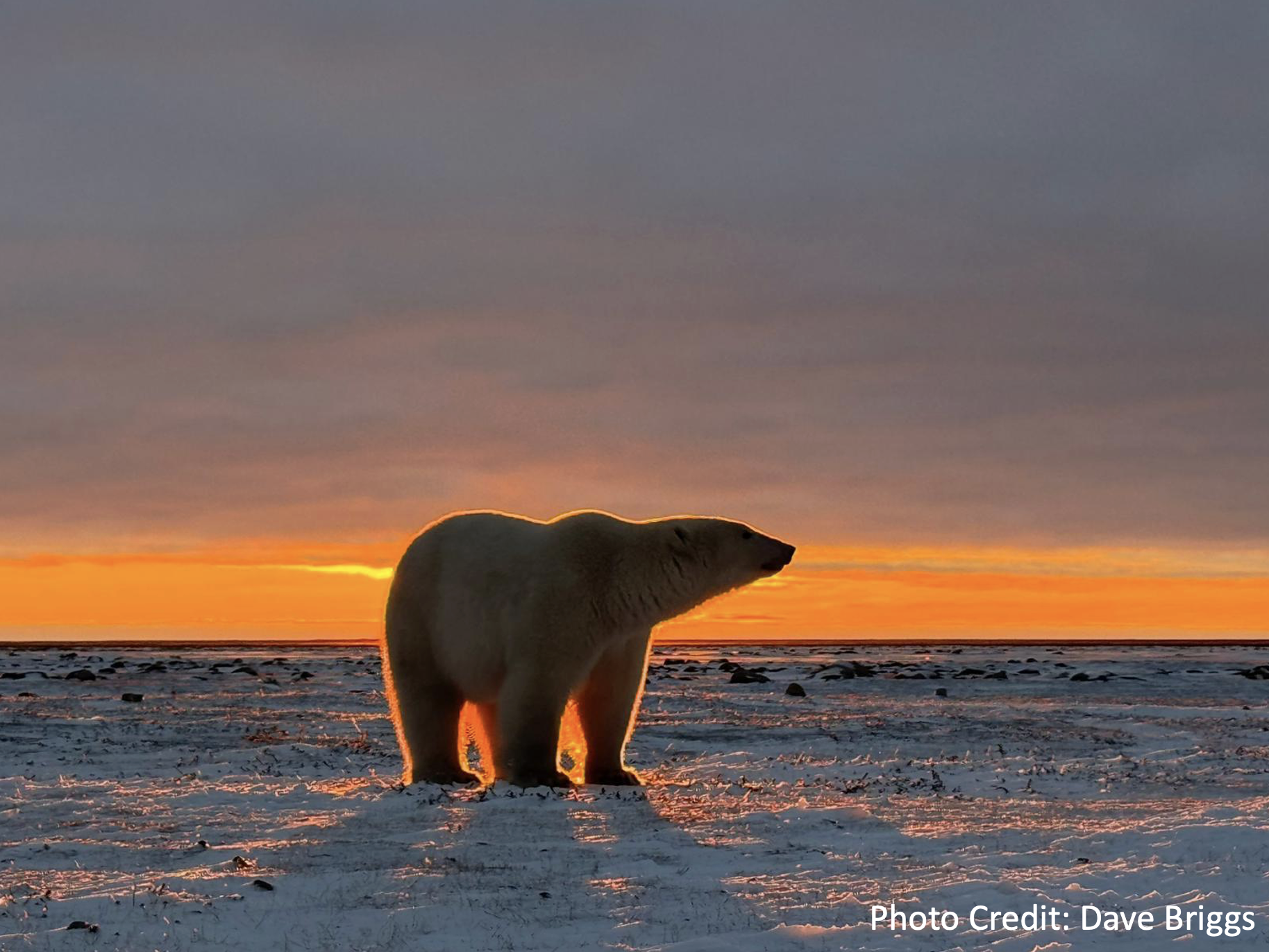 Dave Briggs - Polar Migration Fly-In Safari - Arctic Kingdom