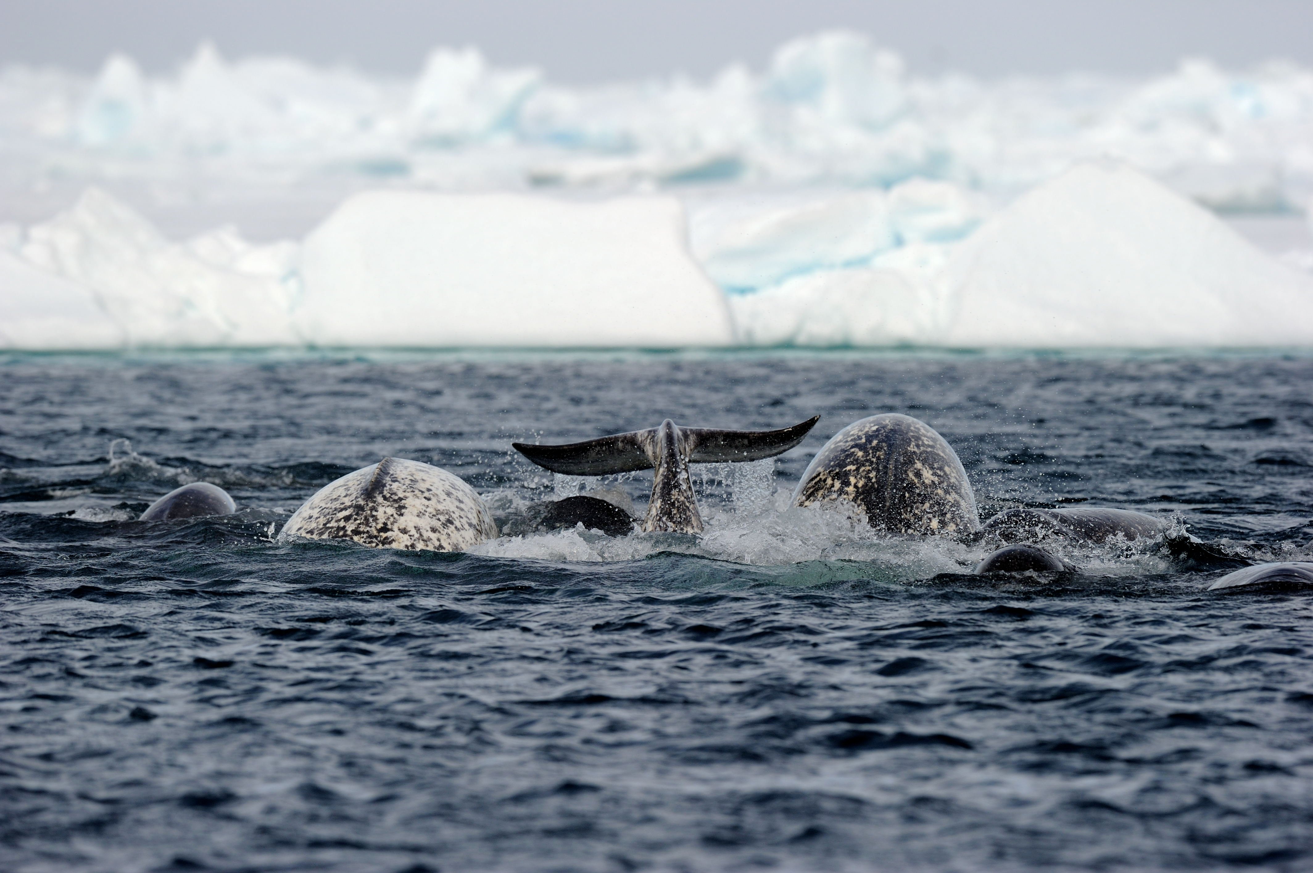 Eric_Baccega_Narwhal_at_Floe_edge_on_Arctic_Kingdom_Safari_ERB8039