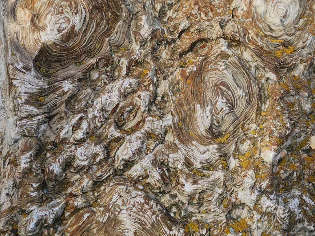 Fossil in Yellowknife