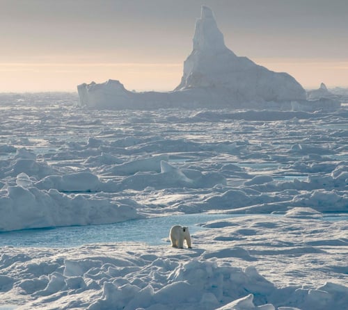 Narwhal & Polar Bear, A Floe Edge Safari