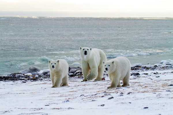 Polar bear migration during safari