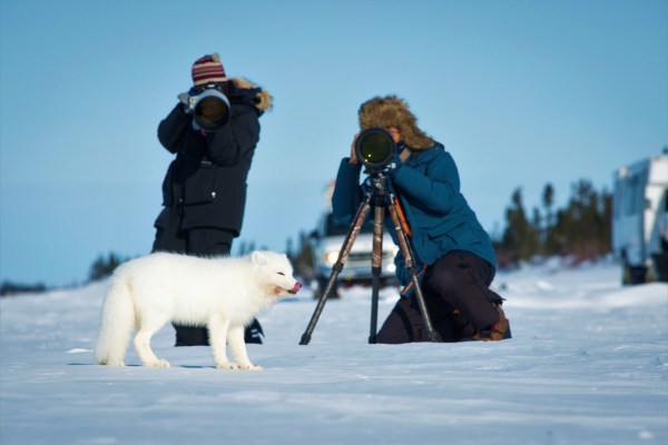 photographers and an arctic fox