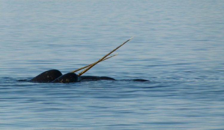 narwhal at floe edge