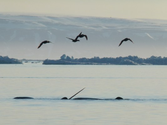 Narwhals during arctic summer with migratory birds above