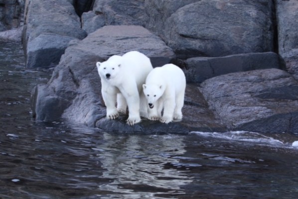 polar bears on the edge of the coast