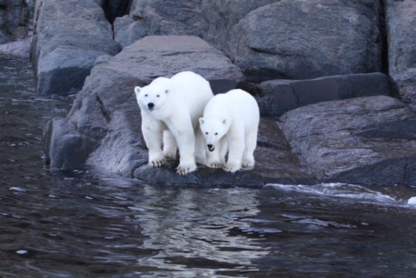 Polar bears in the arctic