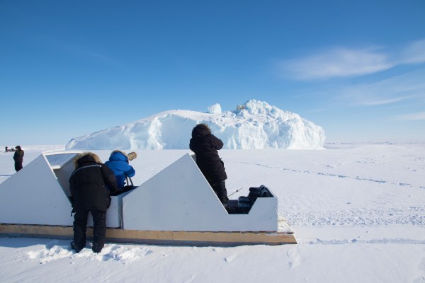 photographing polar bears from snowmobiles