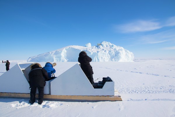 Photographing a polar bear family from snow sleds