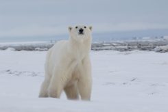 Private polar bear cabin bear up-close