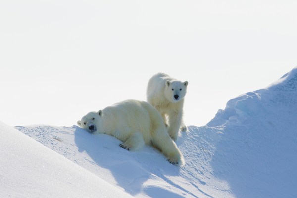 Zoomed angle of polar bears