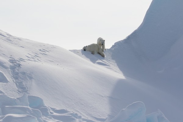 Arctic wildlife viewing - polar bears 