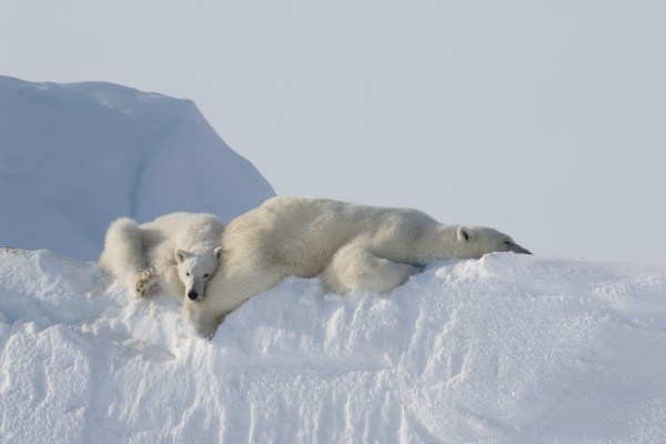 Polar bears in Nunavut