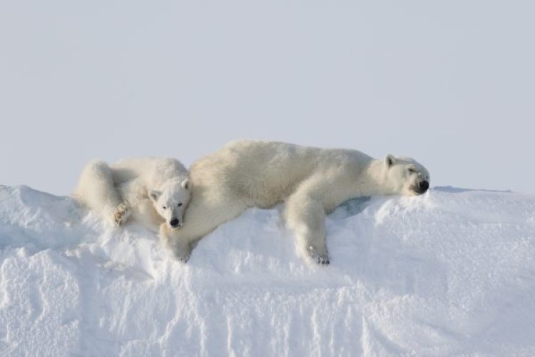 arctic photography polar bear mother cub on iceberg