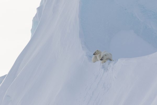 Arctic Kingdom Polar bear mother and cub on iceberg wildlife photography