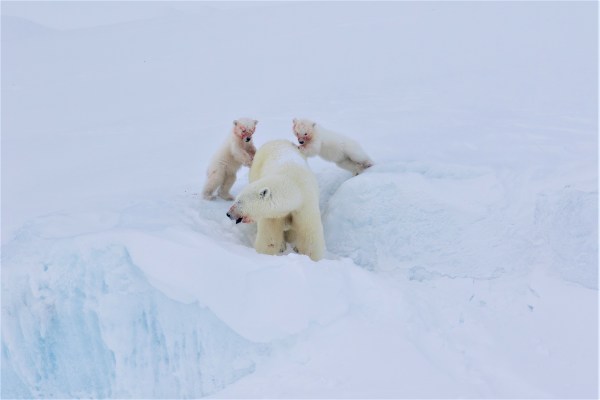 Polar bear and cubs after a meal