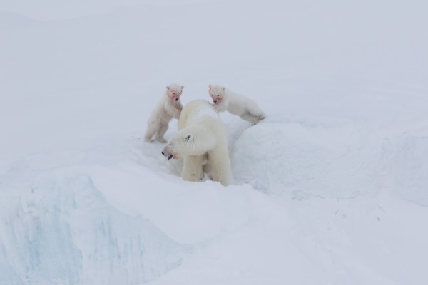 Polar bear mother & cubs