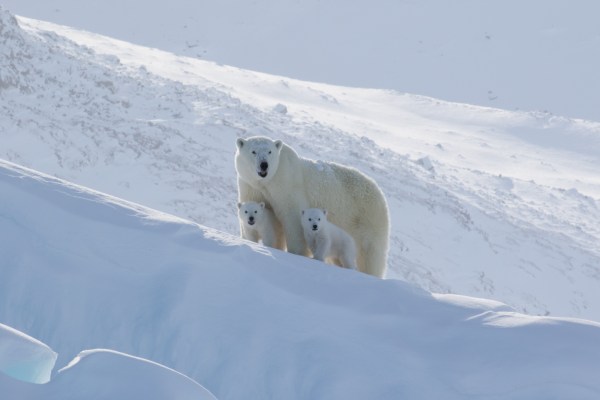 Polar bear family