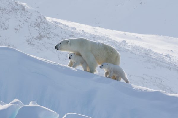 Arctic Kingdom Polar Bear Mother Cubs wildlife photography
