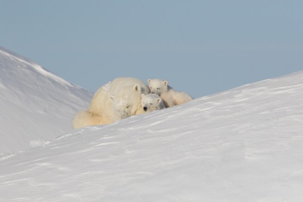 Polar bear mother watching over cubs
