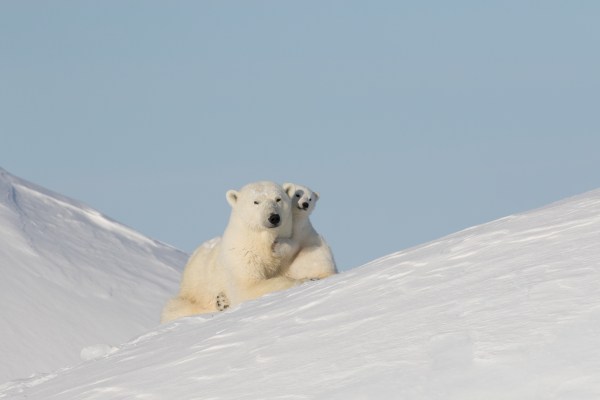 Polar Bears: How They've Adapted To Their Arctic Realm - Arctic Kingdom