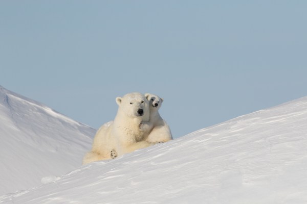 Polar Bears: How They've Adapted To Their Arctic Realm - Arctic Kingdom Polar Bears: How They've Adapted To Their Arctic Realm - Arctic Kingdom