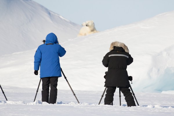 photographing a polar bear and cub in the arctic