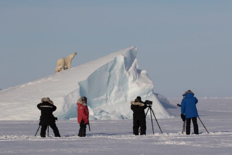 arctic kingdom photography polar bears on iceberg