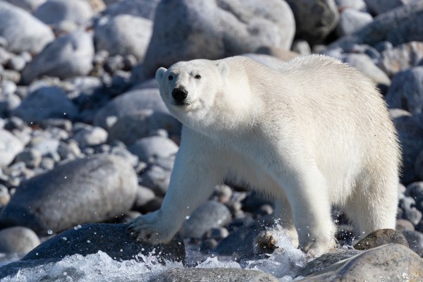 polar bear on rocky shore