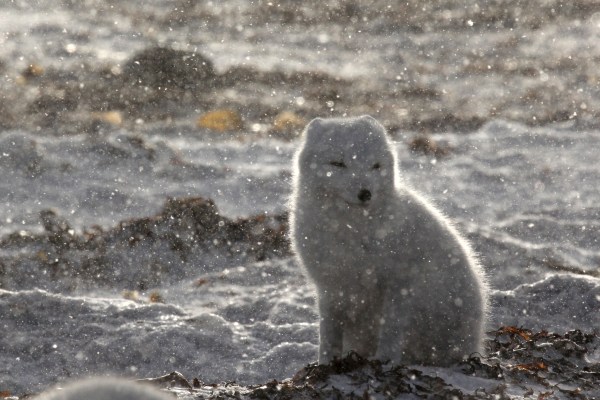 arctic fox during snowfall