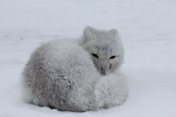 Arctic fox dark fur