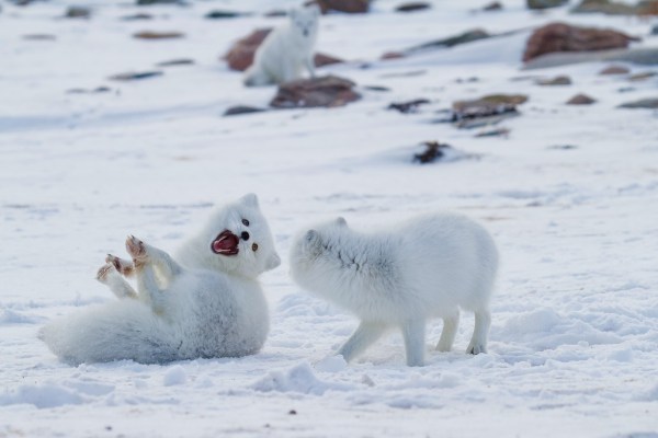 arctic foxes playing