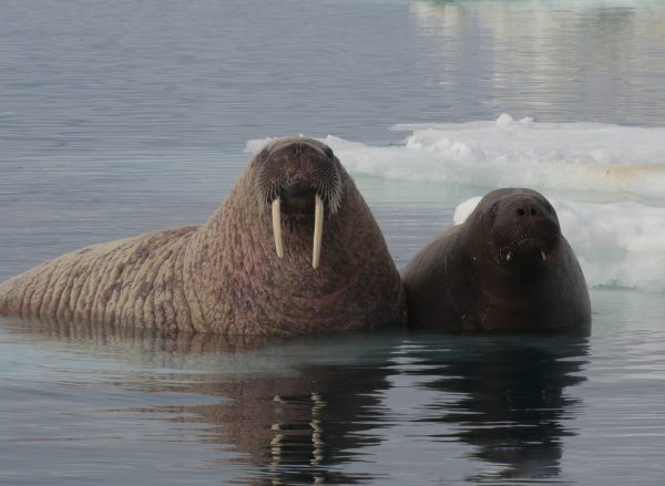 walrus in water arctic kingdom