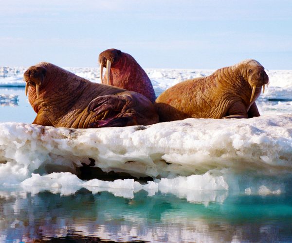 arctic kingdom 3 walrus on ice 