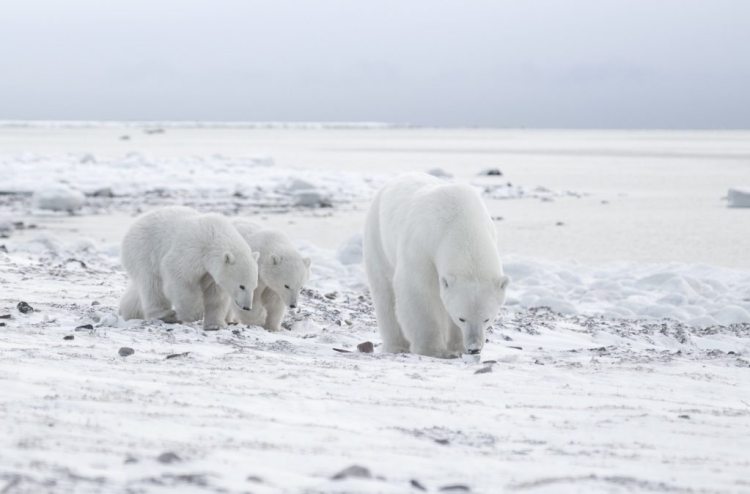 see polar bears in the canadian arctic