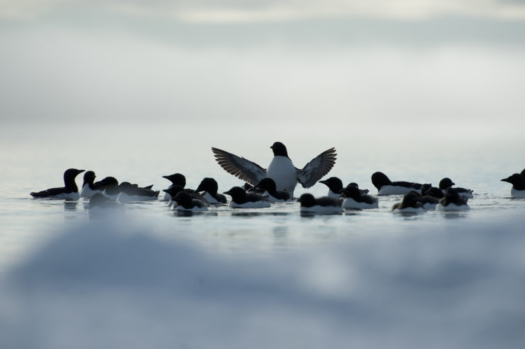 Arctic Birds of the Floe Edge
