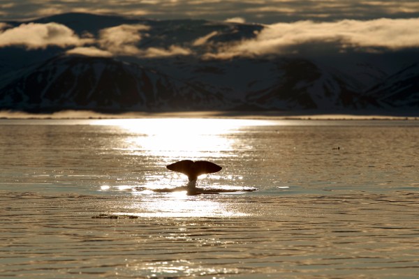 Lone narwhal swimming near sundown