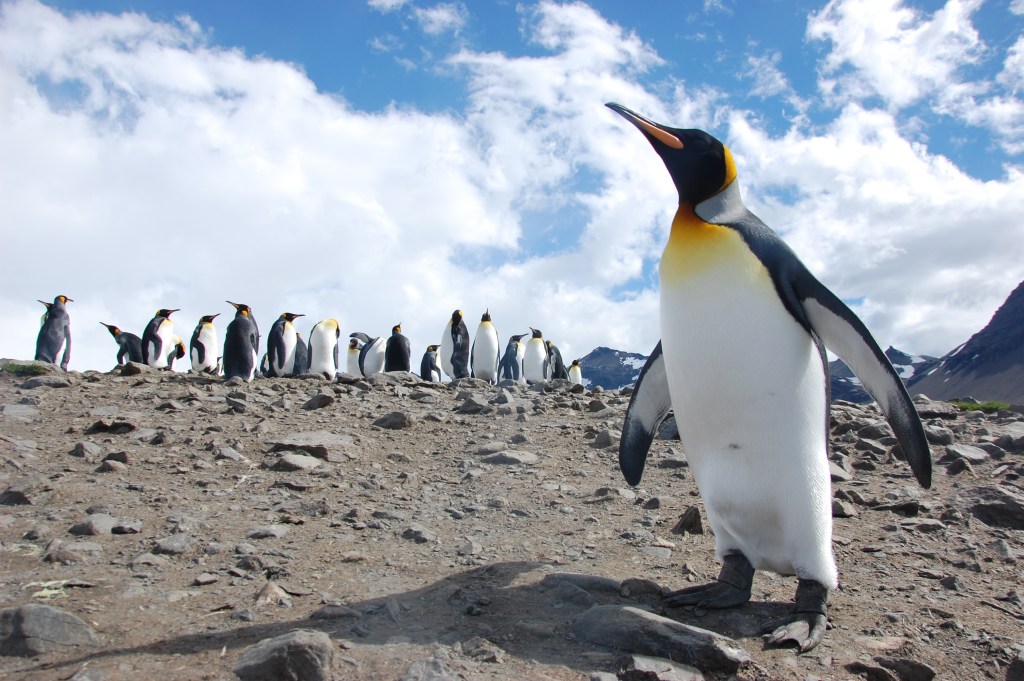 King penguins