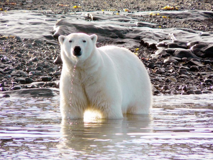 Arctic summer polar bear - Arctic Kingdom safari